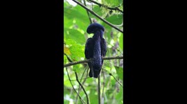 Surreal Long-wattled Umbrellabird graces traveler with its glorious presence