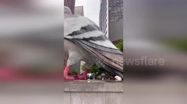 US: People In New York Celebrate Pigeons With Funny Costumes And Big Statue