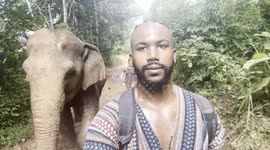 Walking with Elephants in Chiang Mai, Thailand