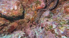 Diving Near Isla Marietas, Mexico — Face-to-Face with an Eel