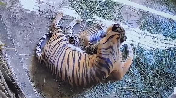 Endangered Sumatran tiger gives birth to 2 cubs at wildlife park in Indonesia