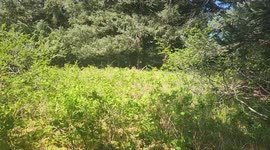 Exploring Alaska's Southern Coast one beach at a time