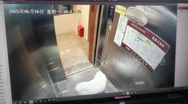 Security video shows two dogs panic after elevator doors close in Sichuan, China