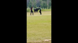 Bull interrupts game and chases people in Peshawar, Pakistan