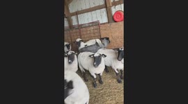 Kittens ride on sheep’s back in Bloomfield, Iowa, USA