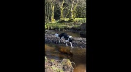 Dog vomits in stream during trail walk in Lancashire, England, UK