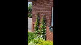 Chippy and my garden plants