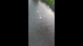Swans with cygnets in Morpeth, Northumberland