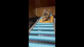 Pet cat just loves sliding down shops delivery rollers