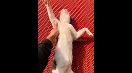 It looks like this cat is dead but not really. He is sleeping 