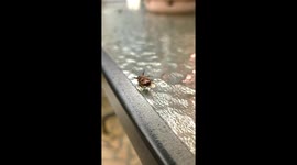 Breakdancing June Bug