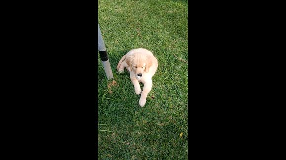 Puppy With a Pacifier - Buy, Sell or Upload Video Content with Newsflare