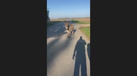 Back Talking Beck The Donkey