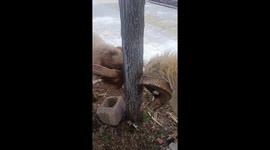 Rams have a joint head-scratching session on a tree