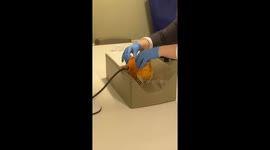 Carp Getting an Xray