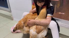 Two hens ask their little owner for a hug.