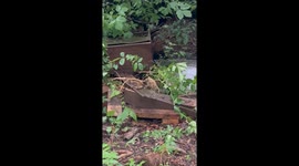 The Elusive Albino Chipmunk