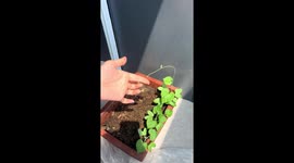 Petunias appear to come to life as they kiss human finger