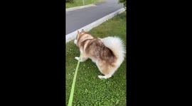 Alaskan Malamute Fishy Doing His Triple Pee Barnyard Dance To Mark His Territory In Style