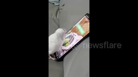 Parrot is addicted to scrolling on a phone