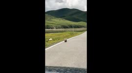 Marmots hold up traffic as they fight in the middle of the road