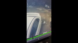 Pet cat does its best to make parking as hard as possible for owner