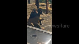 Perfect partners! Young chimpanzees walk arm in arm at zoo delighting visitors