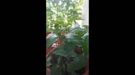 Tomatoes and pepper plant on a flat baloncy