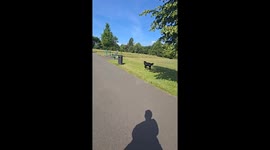 An amazing dog shows off tricks in Wolverhampton, United Kingdom