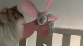 Playful cat tries to stop clipfan in Guangdong, China
