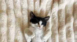 Close-up shot of a sleeping domestic kitten lying on a soft beige blanket