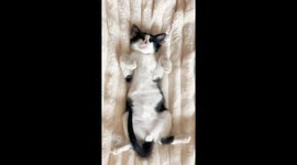 Vertical video of a black and white kitten sleeping on a fluffy blanket.