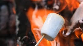 A marshmallow begins to show signs of caramelization. One side is turning golden brown as it heats up over a vibrant, glowing campfire in a forest setting
