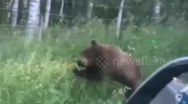 Frightened bear claws at roadside barbed wire fence trying to return to forest