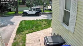 Curious Siberian Husky Tries To Befriend Roaming Black Bear