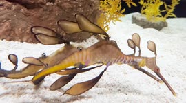 A vibrant leafy seadragon gliding gracefully over a sandy ocean floor, surrounded by yellow seaweed, showcasing its intricate fins and natural camouflage in a marine habitat.