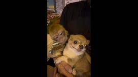 Monkey hugs cautious chihuahua with tongue out in Moscow, Russia