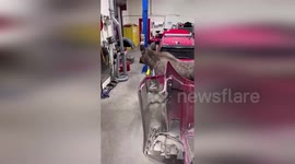 US: Curious Moose Family Inspects Fire Truck At Anchorage Fire Department