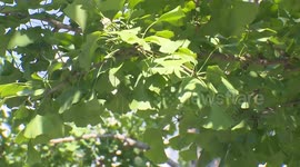 China swelters as heatwave grips both north, south