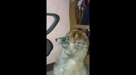 Pet dogs transfixed by video of squirrels in nature