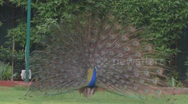 A Peacock Displays Its Iridescent Feathers in India