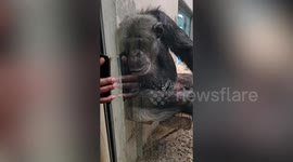 Chimpanzee becomes engrossed watching King Kong on visitor’s phone