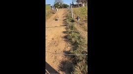 Rural Health Agent Charged by Nelore Cow