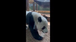Zoo vistior shocked when panda scratches its bum right in front of her