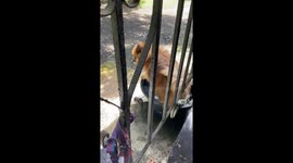 Pet Pomeranian opens water tap to cool off in basin