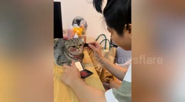 Doting owner does makeup for his pet cat