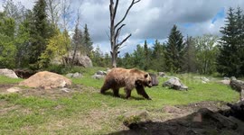 Bear Gets Aggressive at the Zoo