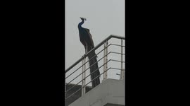 Natural Weather Analyst, A peacock feeling gentle raindrops, enjoying a fresh shower from the sky. Waited a bit long for its train rattling...