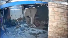 Elephant angered by firecrackers smashes homeowner's gate before returning with herd for second raid