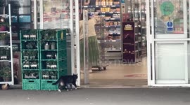 Cat banned from a supermarket allowed back in after town's petition